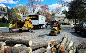 Professional Tree Care Services in Nederland, TX