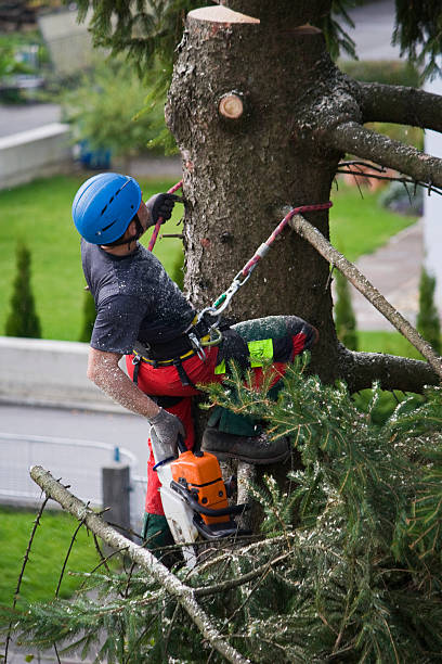 How Our Tree Care Process Works  in  Nederland, TX