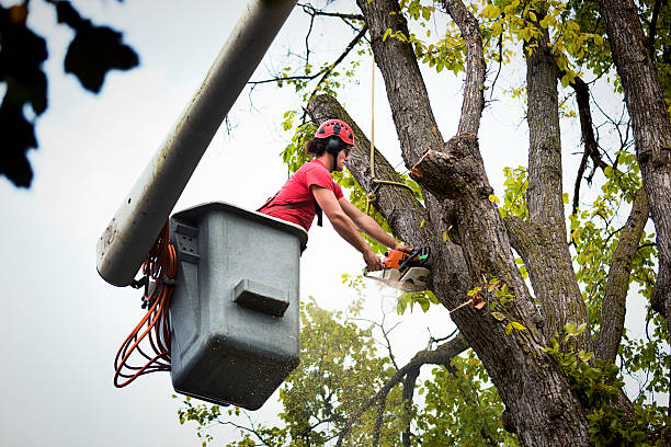 Best Utility Line Clearance  in Nederland, TX